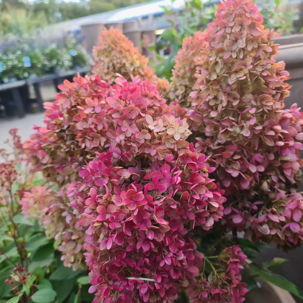 Hortensia 'Redlight'